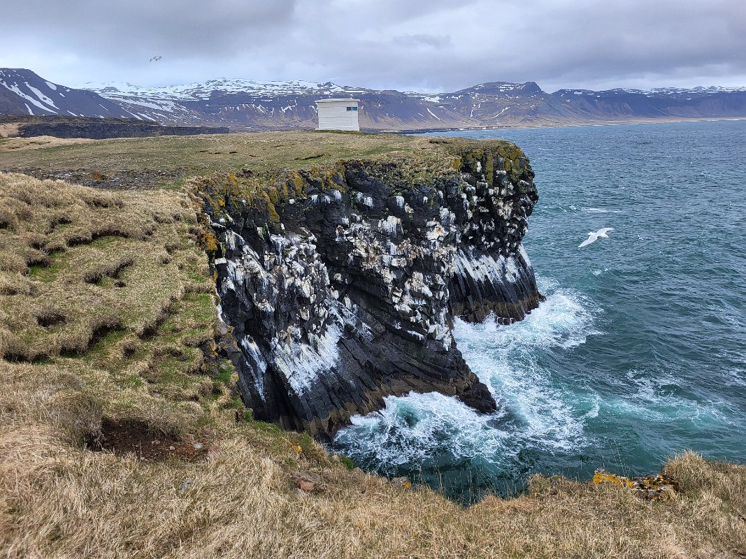 Arnarstapi - Huge colony of northern sturm birds