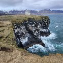 Arnarstapi - Huge colony of northern sturm birds